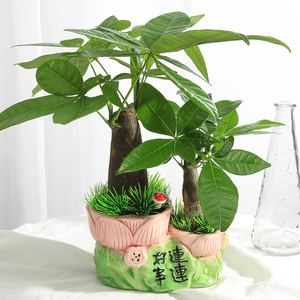 发财树盆栽客厅招财植物