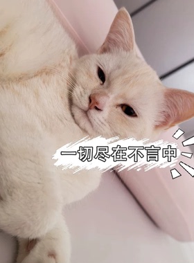 3件包邮！清仓捡漏亏扔！木柯诗唇釉/Heavenpink素颜霜/猫的私语