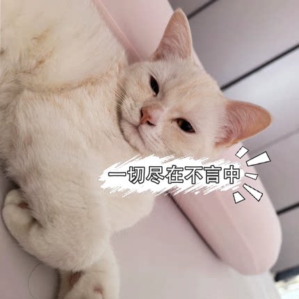3件包邮！清仓捡漏亏扔！木柯诗唇釉/Heavenpink素颜霜/猫的私语