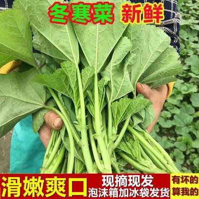 冬寒菜嫩马蹄汉菜绿色煮汤野菜