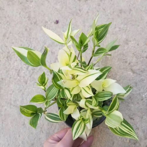 阳台垂吊植物花叶吊竹梅青叶吊兰盆栽鸭舌汉白玉鸭跖草鸭趾好养活 - 封面
