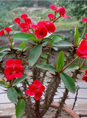 老桩虎刺梅铁海棠花苗红色带花四季阳台庭院盆栽花卉室内客厅植物