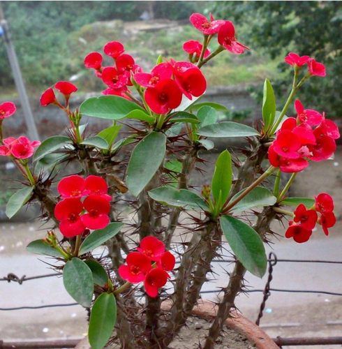 老桩铁海棠红色带花四季虎刺梅