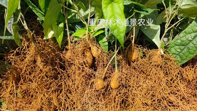 100颗新二代高产驯化苗 地苦胆苗金果榄苗 地苦胆苗   青牛胆苗