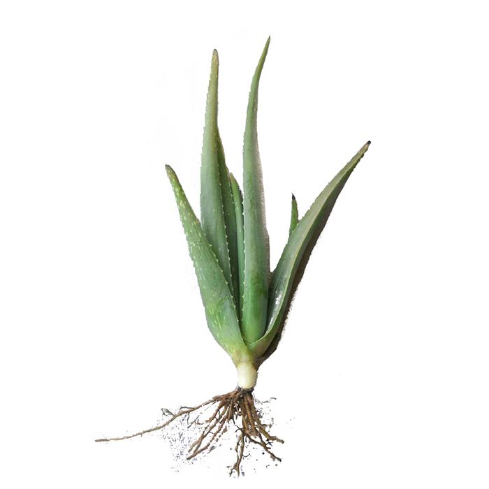 库拉索植物可食用灌肤美容院专用可以吃的室内小苗