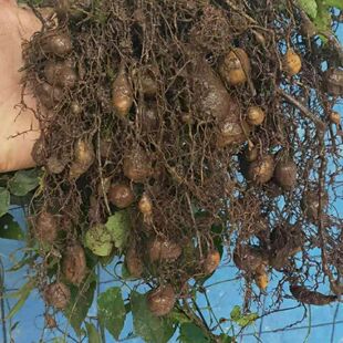 三叶青苗 三叶青带葫芦苗紫藤三叶青苗金线吊葫芦苗