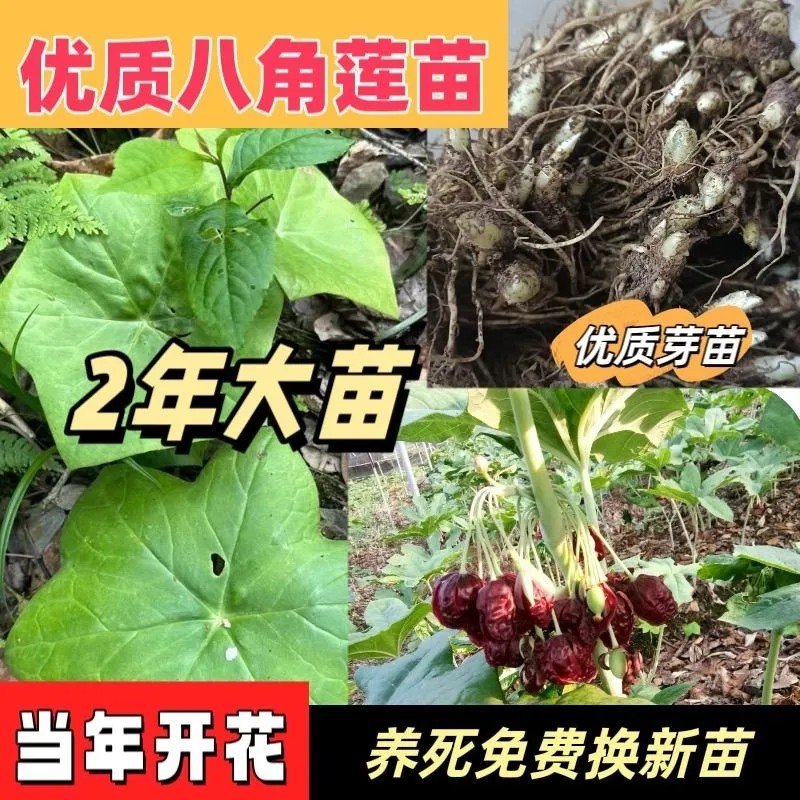 八角莲苗 江边一碗水 中药材苗 阳台室内花卉盆景 量大优惠