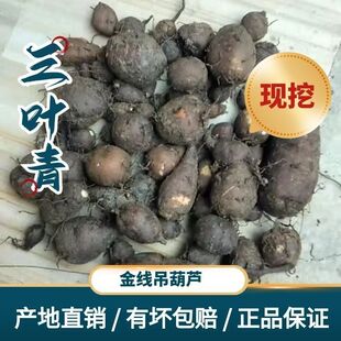 新鲜中药材三叶青中药材金线吊葫芦石老鼠鲜货现挖现卖无添加正宗
