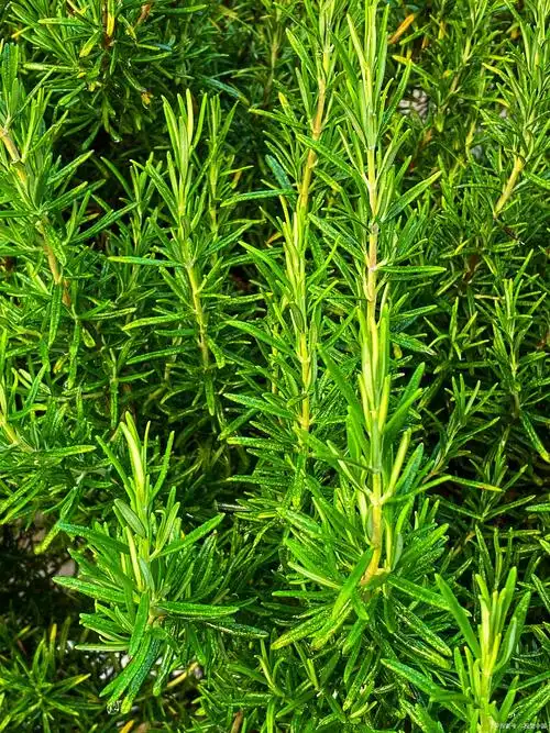 四季新鲜可食用盆栽香草牛排小苗迷迭香驱蚊驱虫室内常绿耐寒植物
