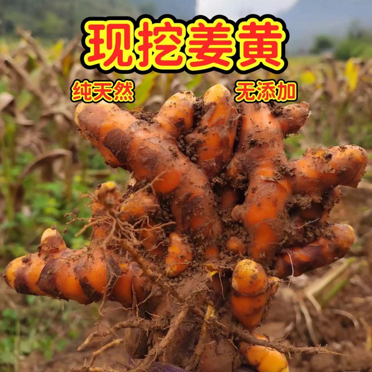 包邮泰国姜黄 新鲜药用食用泡酒月子室内室外可以种植黄姜坐月子