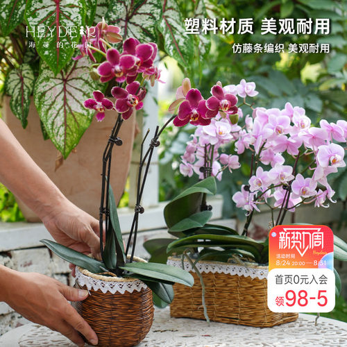 海蒂的花园 塑料仿藤编花篮蝴蝶兰长寿花绿萝创意园艺装饰套盆