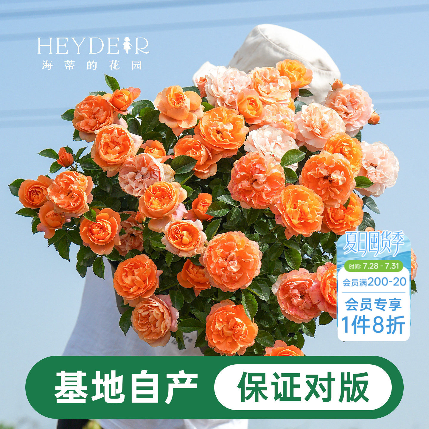 海蒂的花园月季花苗盆栽小苗爬藤玫瑰果汁阳台多季开花地栽花苗