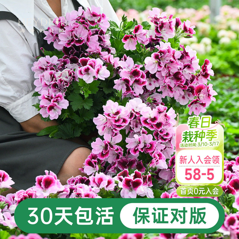 海蒂的花园天竺葵盆栽花苗垂吊大花重瓣四季花卉室内阳台植物绿植