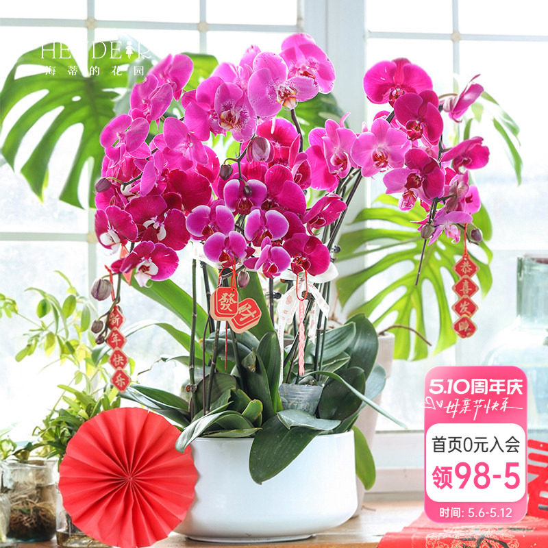 海蒂的花园蝴蝶兰盆栽带花苞宝贝兰花秋花苗冬室内年宵开花植物
