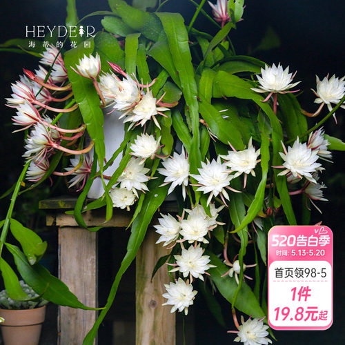 海蒂的花园月下美人昙花好养