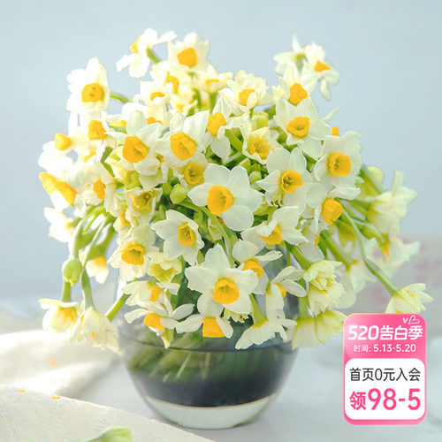中国漳平水仙花水培室内可开花