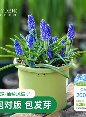 海蒂的花园葡萄风信子种球花卉多年生盆栽植物好养易复花球根裸球