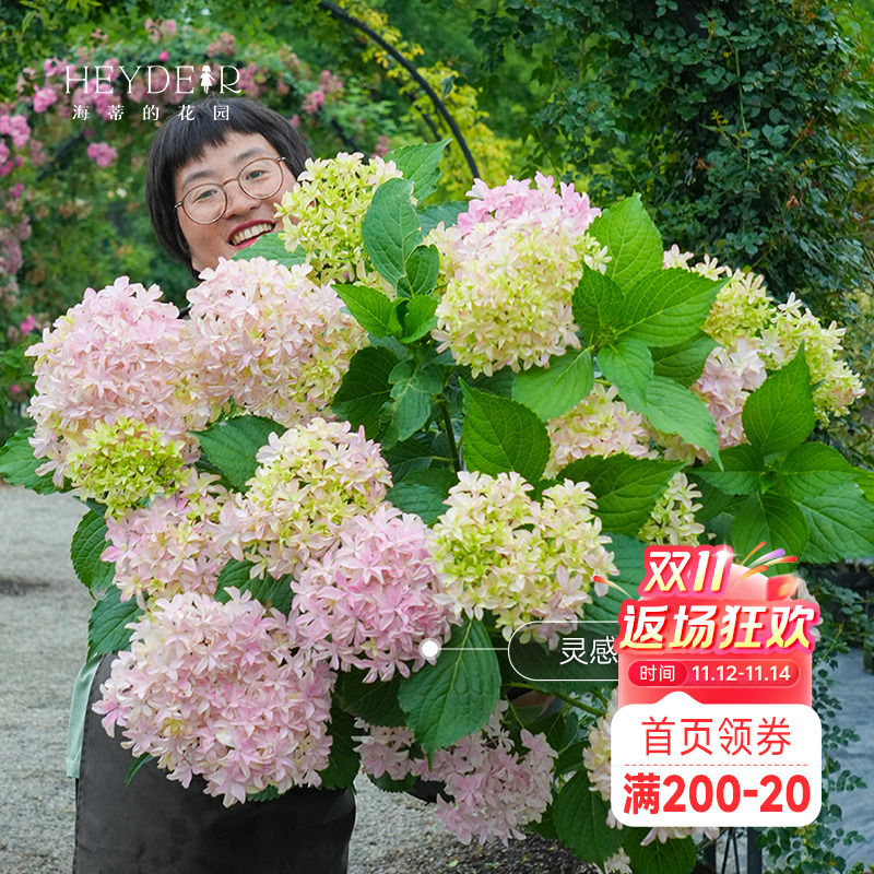 海蒂的花园新品绣球上新阳台盆栽