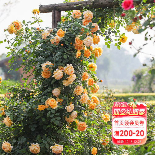 海蒂的花园黄金庆典有香味爬藤