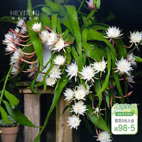 海蒂的花园月下美人昙花好养