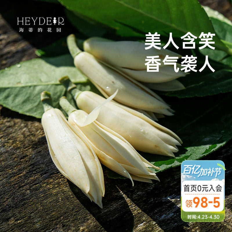 海蒂的花园黄葛兰黄角兰白兰花四川本土植物耐热香味花卉树苗盆栽