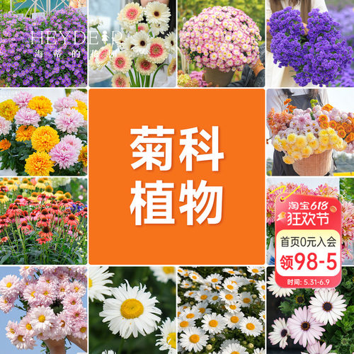 海蒂的花园球菊洋菊菊花盆千头菊菊花苗耐热带花苞阳台花园植物