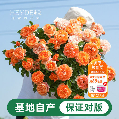 海蒂的花园月季花苗盆栽小苗爬藤玫瑰果汁阳台多季开花地栽花苗