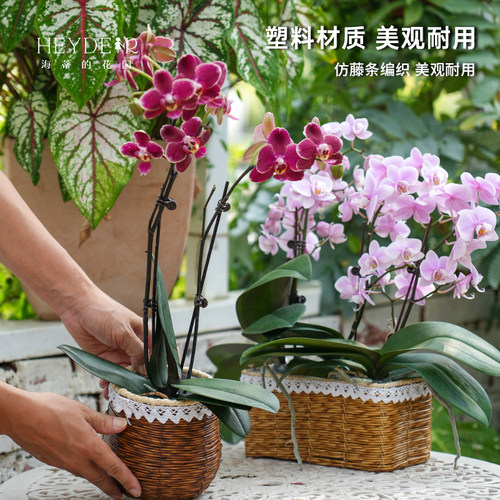 海蒂的花园 塑料仿藤编花篮蝴蝶兰长寿花绿萝创意园艺装饰套盆