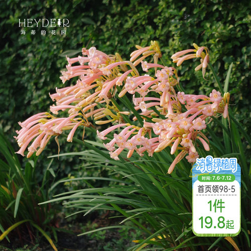 海蒂的花园种球可爱秋冬垂筒花