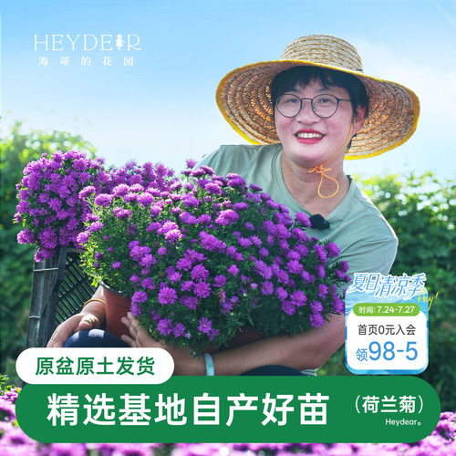 紫菀小卡罗可开花四季植物