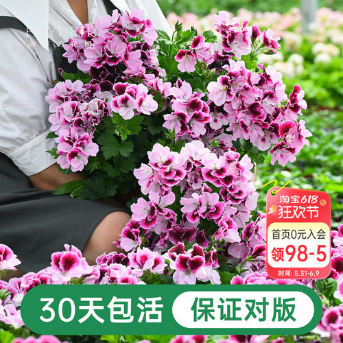 海蒂的花园天竺葵盆栽花苗垂吊大花重瓣四季花卉室内阳台植物绿植