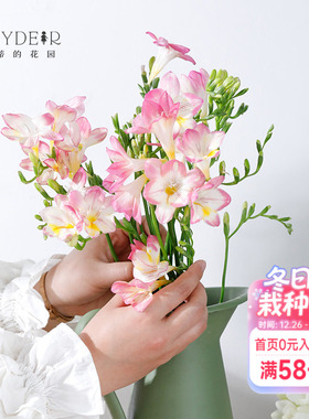 海蒂的花园小苍兰种球香雪兰可切花多年生瓶插芳香鲜切花植物球根