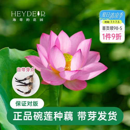 海蒂的花园 碗莲种藕荷花水培植物多年生水生花卉莲花水养裸根苗