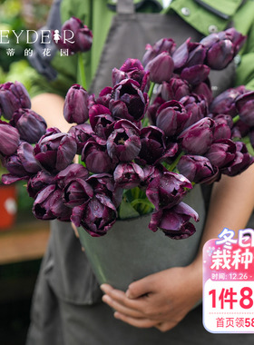 海蒂的花园郁金香种球自然球糖果王子阳台盆栽庭院可地栽球根海妈