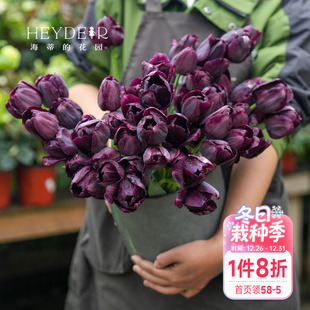 海蒂 花园郁金香种球自然球糖果王子阳台盆栽庭院可地栽球根海妈