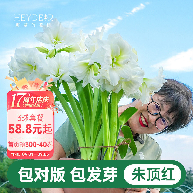 海蒂的花园朱顶红种球阿弗雷进口重瓣鬼魅新年快乐开花球根海妈_虎窝淘