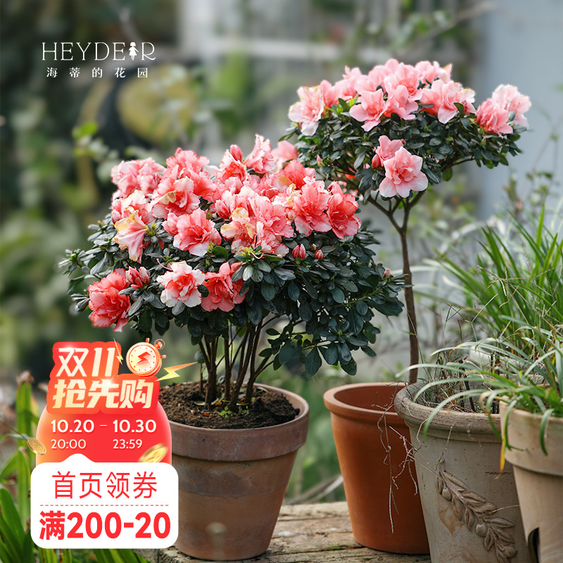 海蒂的花园 杜鹃花耐阴室外庭院阳台多年生灌木盆栽花卉植物花苗