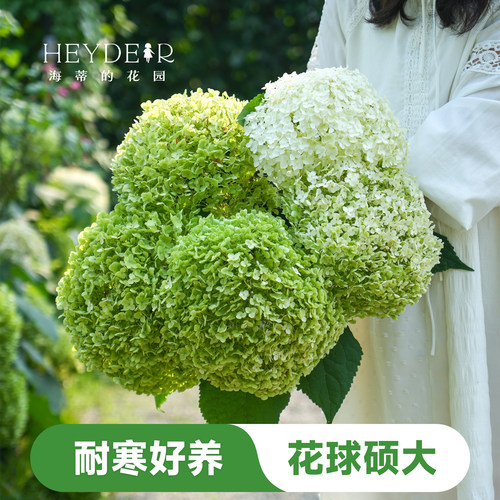 海蒂的花园木绣球贝拉安娜耐寒