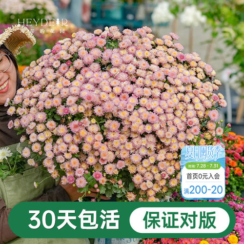球菊菊花盆栽多年生花卉好养