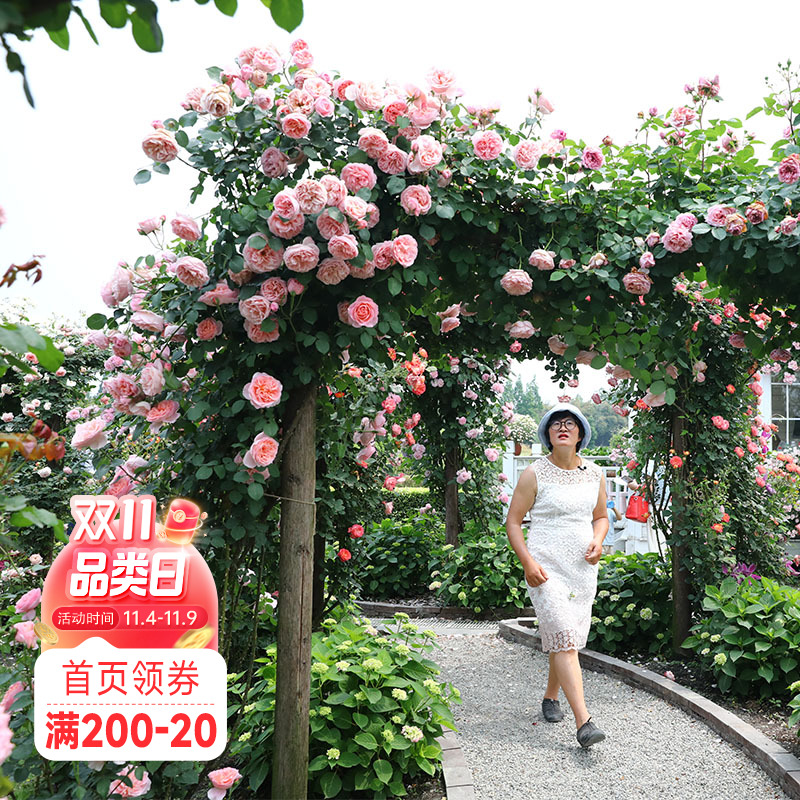 海蒂的花园大花浓香型月季