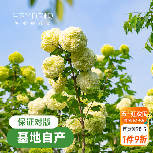 海蒂欧洲绣球花苗玫瑰庭院