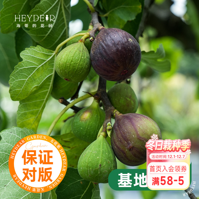 海蒂的花园水果树苗无花果