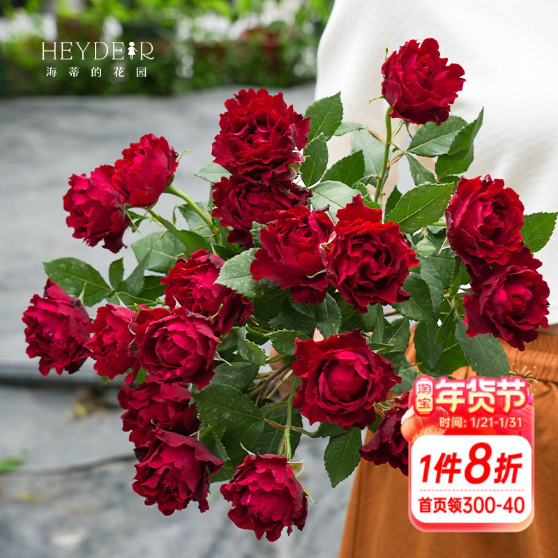 海蒂的花园 纪念芭芭拉直立月季勤花抗病阳台庭院花卉植物盆栽苗,鲜花速递/花卉仿真/绿植园艺,月季/蔷薇/玫瑰,淘宝优惠券,粉丝福利购,淘宝优惠卷