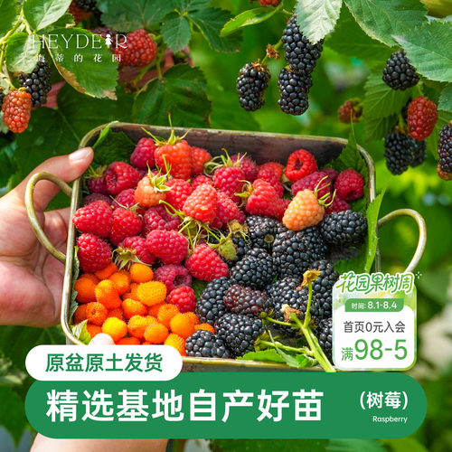 海蒂的花园树莓浆果耐寒灌木好养