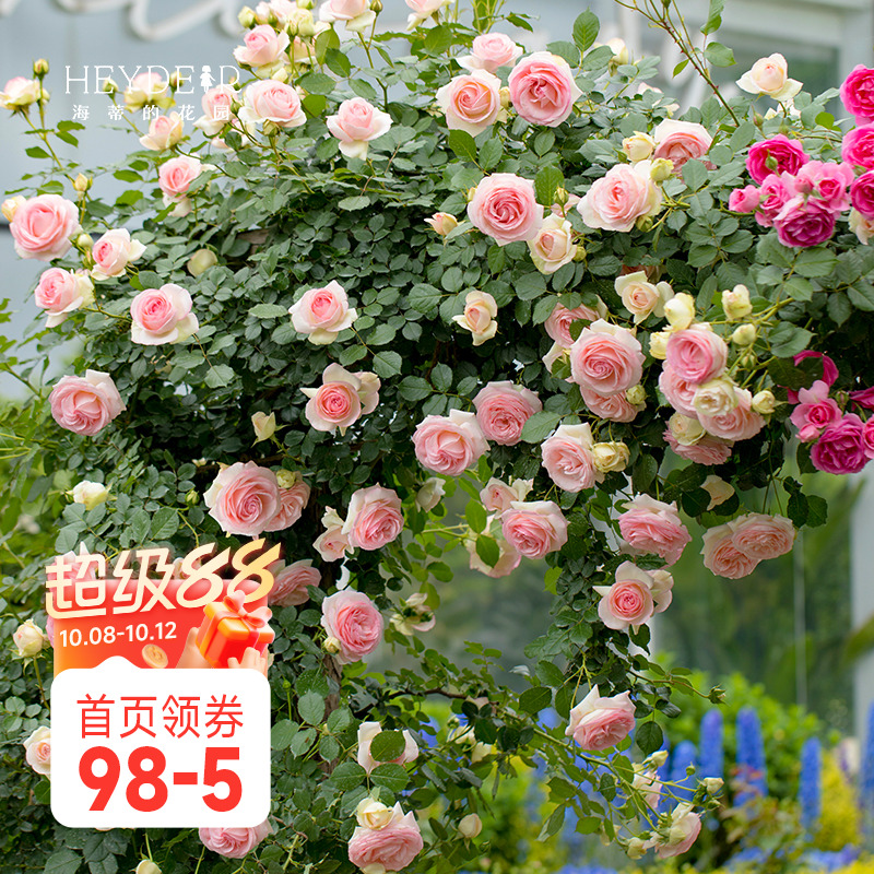 海蒂的花园月季花苗粉色龙沙宝石可爬藤阳台庭院花墙拱门花卉盆栽