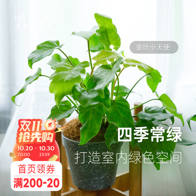 蔓绿绒客厅书房书桌室内观叶绿植