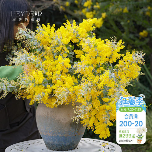 银叶金合欢海蒂的花园