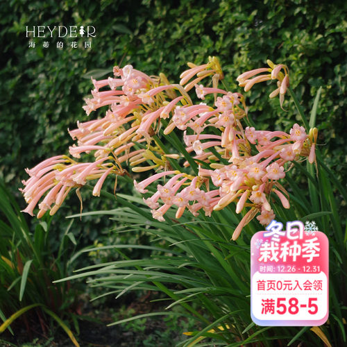 海蒂的花园种球可爱秋冬垂筒花