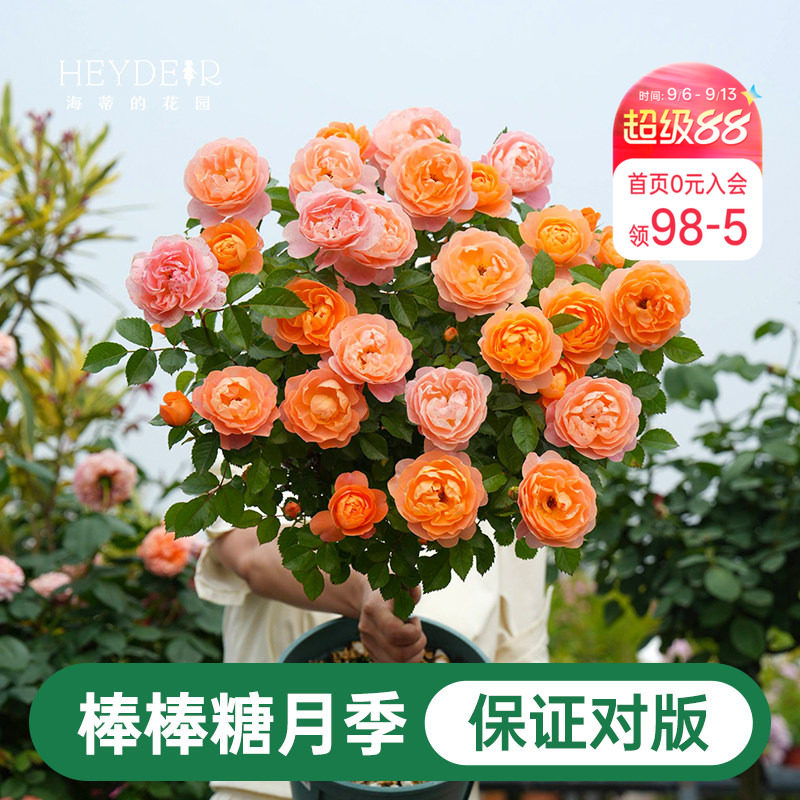 海蒂的花园棒棒糖月季花苗盆栽果汁阳台蓝色阴雨开花植物四季花卉