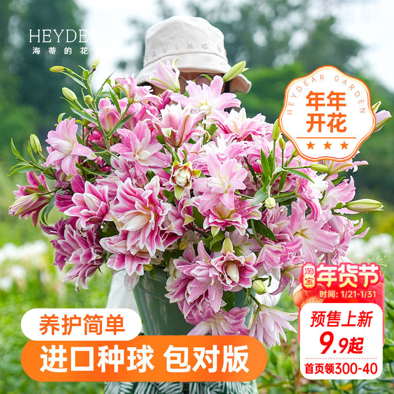 海蒂的花园百合种球香水重瓣百合种球东方月亮百合冰美人盆栽阳台,鲜花速递/花卉仿真/绿植园艺,种球/裸根,淘宝优惠券,粉丝福利购,淘宝优惠卷